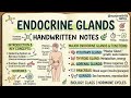 Detailed notes of Endocrine glands with diagrams (Bsc. & Msc.)