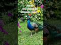 natureza #naturezasurpreendente #paz #shortsyoutube