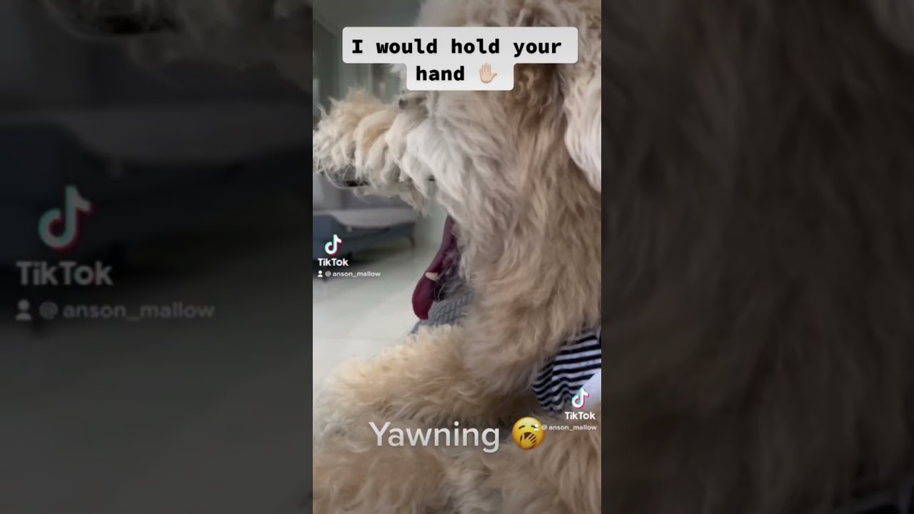 I would buy you flowers 💐🥺 - youtube