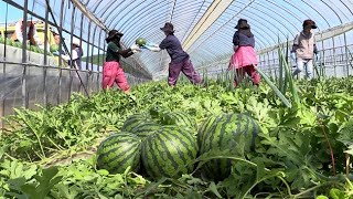 甘さ抜群　らいでんスイカ初出荷　北海道・共和（2017/06/12）北海道新聞