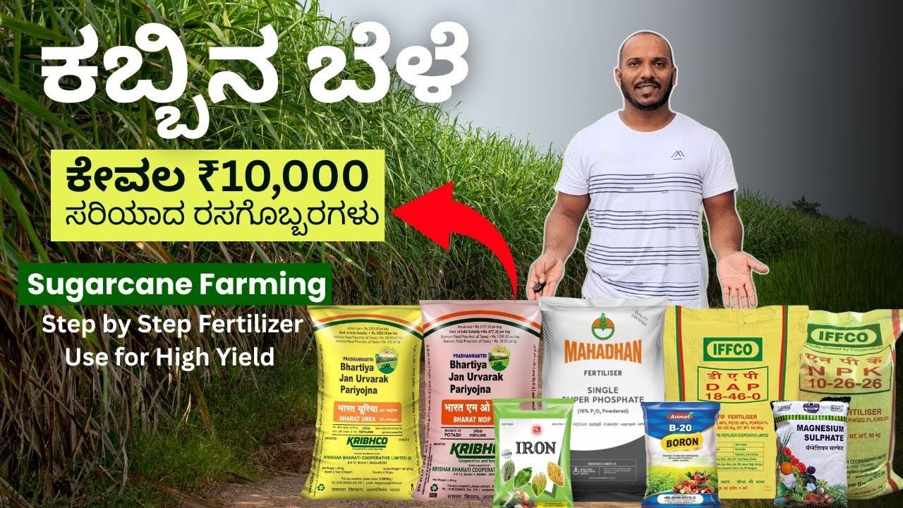 1 ಎಕರೆ ಕಬ್ಬಿನ ಬೆಳೆ ಹೆಚ್ಚಿನ  ಇಳುವರಿ ನೀಡುವ ರಸಗೊಬ್ಬರ ಮಾರ್ಗದರ್ಶಿ | Sugarcane Fertilizer Guide