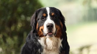 Bernese Mountain Dog A Gentle Giant with a Unique Personality