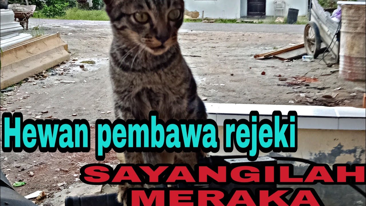 SAYANGILAH MEREKA HEWAN  PEMBAWA  REJEKI  YouTube