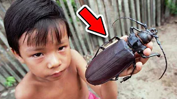 Kolik druhů hmyzu je na našem planetě?