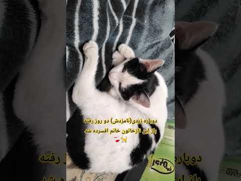 زردی خوشکل برگرد و دختر منو اذیت نکن پدرتو در میارما