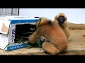 Baby gibbons enjoy their enrichment