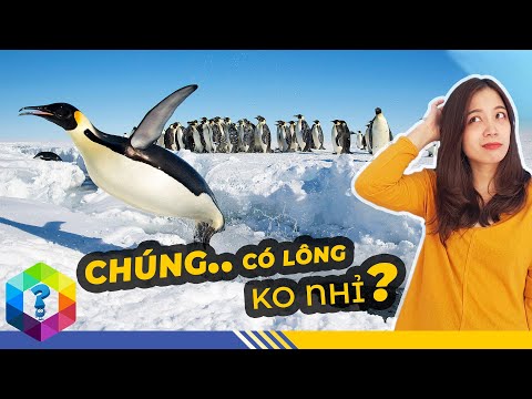 Video: Sự thật thú vị về loài chim cánh cụt. Chim cánh cụt ở Nam Cực: mô tả