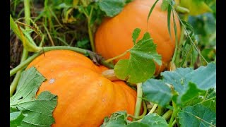 Drawing Overlapping Pumpkins