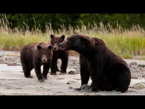 Traveler Series: Alaska's Coastal Grizzlies