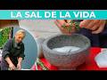 Cómo hacer una exquisita sal especiada con romero, ralladura de limón, pimentón, ajo y pimienta