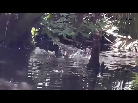 Large-gator-captured-on-video-eating-another-alligator-in-Silver-Springs