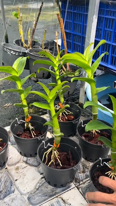 Split Anggrek Dendrobium Jadi Banyak #anggrek #orchid #repotting #shorts