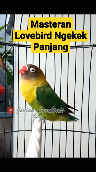 Masteran Lovebird ngekek Panjang