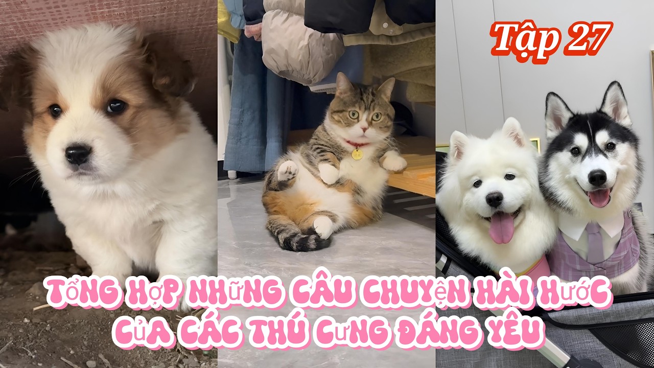 Tổng Hợp Những Câu Chuyện Hài Hước Của Các Thú Cưng Đáng Yêu - Tập 27 || Song Tử Review