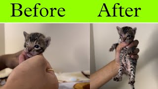 Eye Infection in Newborn Cat kittens | cat care |treatment for eye infection |cathelp |catsbae