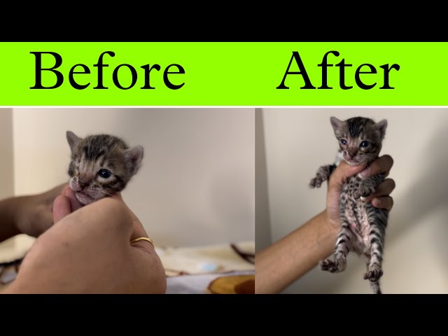 Eye Infection in Newborn Cat kittens | cat care |treatment for eye infection |cathelp |catsbae class=