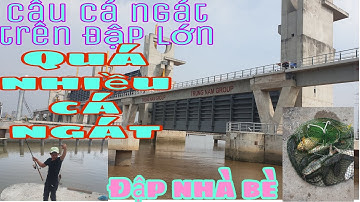 Câu cá ngát trên đập lớn cá ăn quá nhiều/sống và đam mê