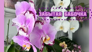 Забытая орхидея 🦋 -бывает и такое!🙈