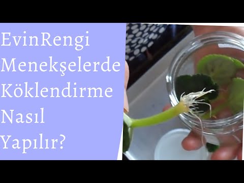 34. Menekşelerde Köklendirme Nasıl Olur? - Evinrengi. violet rooting method.