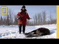 Into the wilderness trapping a wolf  life below zero