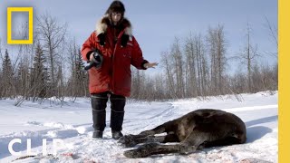 Into the Wilderness: Trapping a Wolf | Life Below Zero