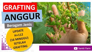 Update Grafting Anggur H+112 (16 Minggu) di Sambi Farm