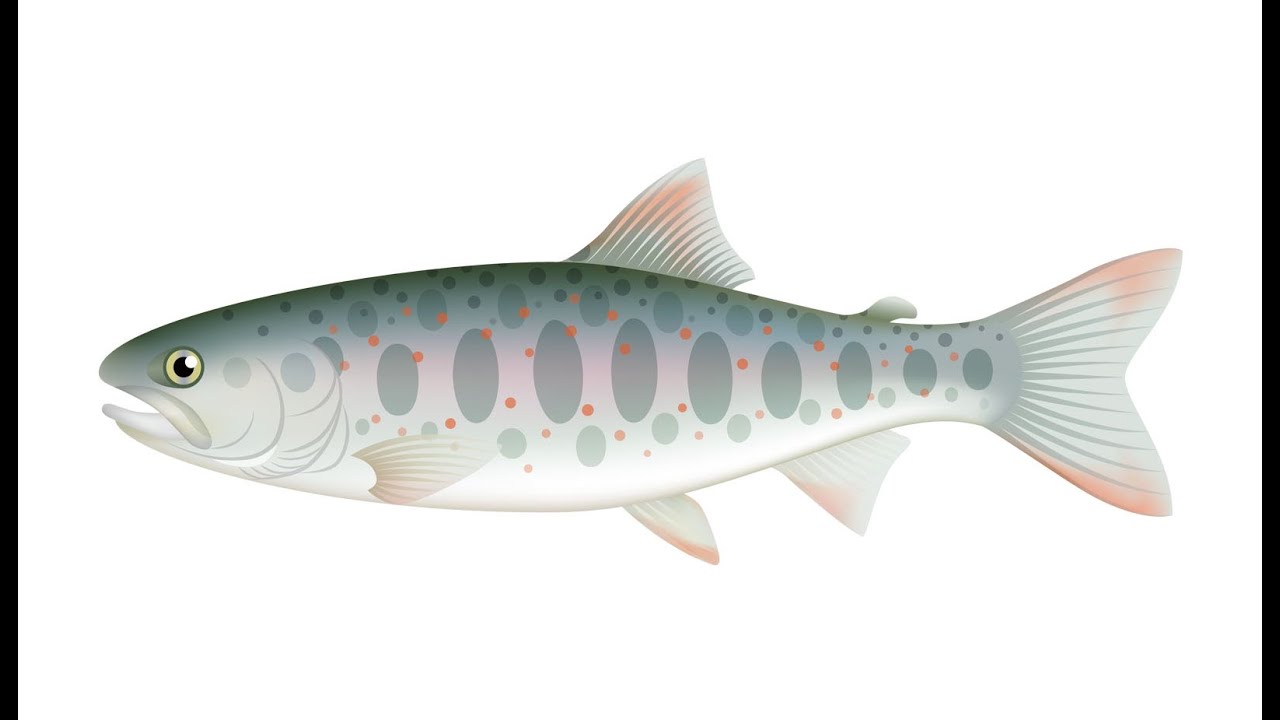 ジッタリン・ジン JITTERIN’JINN　サツキマスの唄 サツキマスの唄 〜The time when azaleas are in bloom〜 ‑ 曲