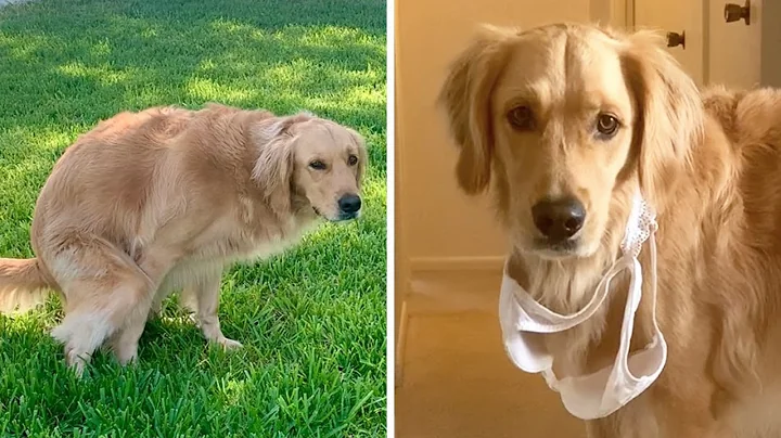 14 Strangest Golden Retriever Behaviors Explained - DayDayNews