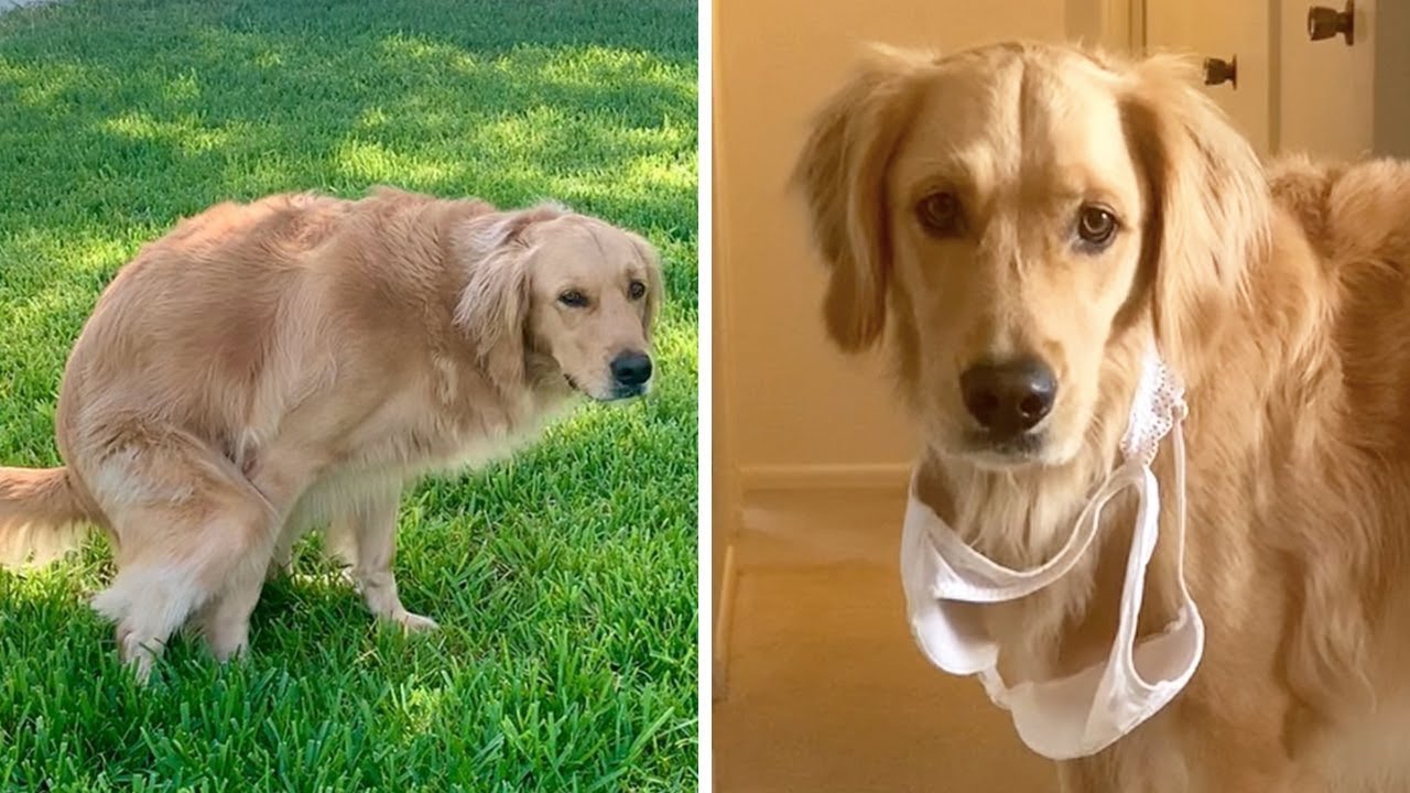 14 Strangest Golden Retriever Behaviors Explained YouTube