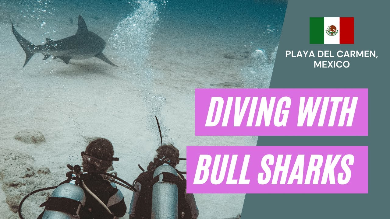 WOW 🦈 Bull SHARK Diving Playa del Carmen 🦈 2020 - YouTube