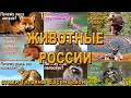 «Животные России», сборник - описание и интересные факты из жизни животных России.