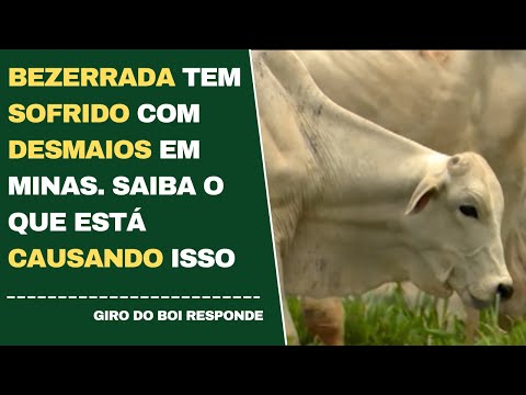 BEZERRADA TEM SOFRIDO COM DESMAIOS EM MINAS. SAIBA O QUE ESTÁ CAUSANDO ISSO