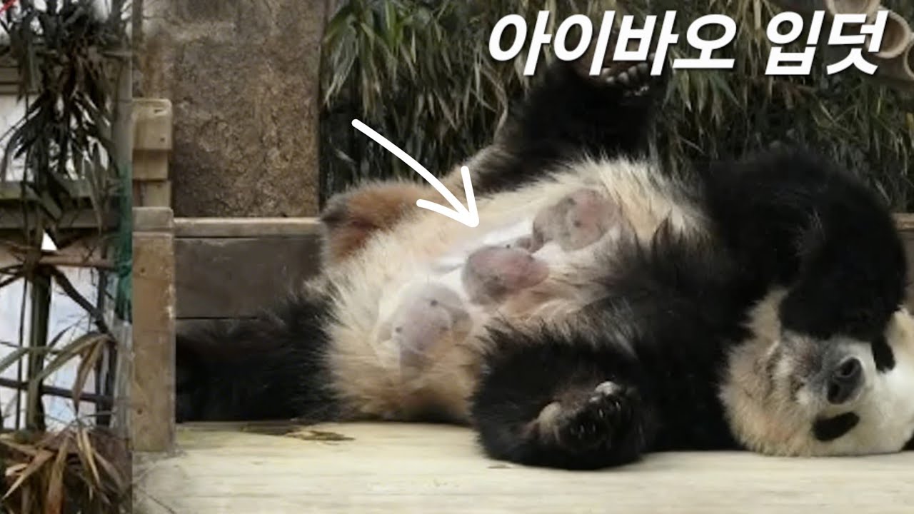 세컨하우스 3월7일 아이바오 입덧이라도 하는 걸까요 🤔 