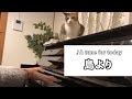 島より / 工藤静香 中島みゆき【耳コピ】ピアノ 可愛い猫 リラックスBGM/睡眠導入/精神科医が奏でるピアノ/Piano cover played by a psychiatrist