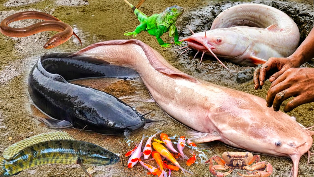 Guau! Capturando bagres albinos en un agujero con peces cabeza de serpiente,bagres grandes,cangrejos
