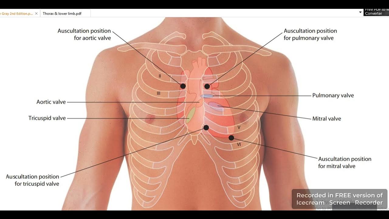 Heart valves surfaces anatomy 1 YouTube
