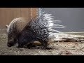 Porky the Porcupine