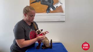 How To Give Your Pet An Injection  Goodheart Animal Health Centers in Denver, CO