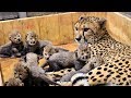 Leopardo dando a luz y amamantando leopardo bebé en el zoológico