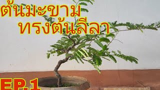 บอนไซต้นมะขามทรงลีลา EP.1 ลายศิลป์ Bonsai