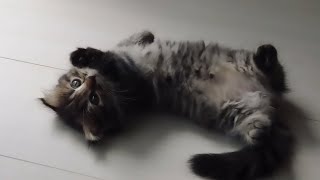 The kitten that dances strangely is so cute