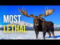 The Most Ruthless Animals in the USA Explained | Full Documentary for Vibes