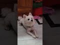 "बादलों को कब्ज हो गई"#jokes #comedy #labrador #dog #funny #funnydogs #shorts #trending #viral #2025