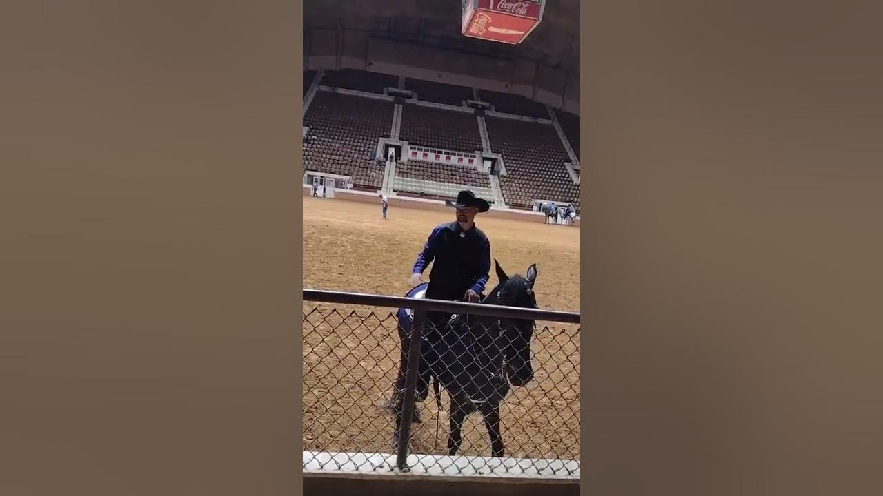 AOHA State Show 2022 Western Gaited Lite Shod Class YouTube