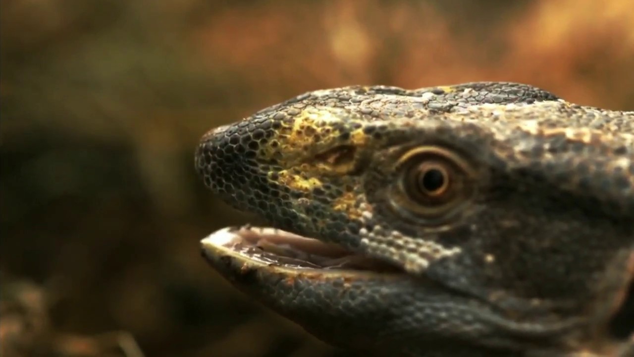 Chameleon escapes 2 predators in a day - YouTube