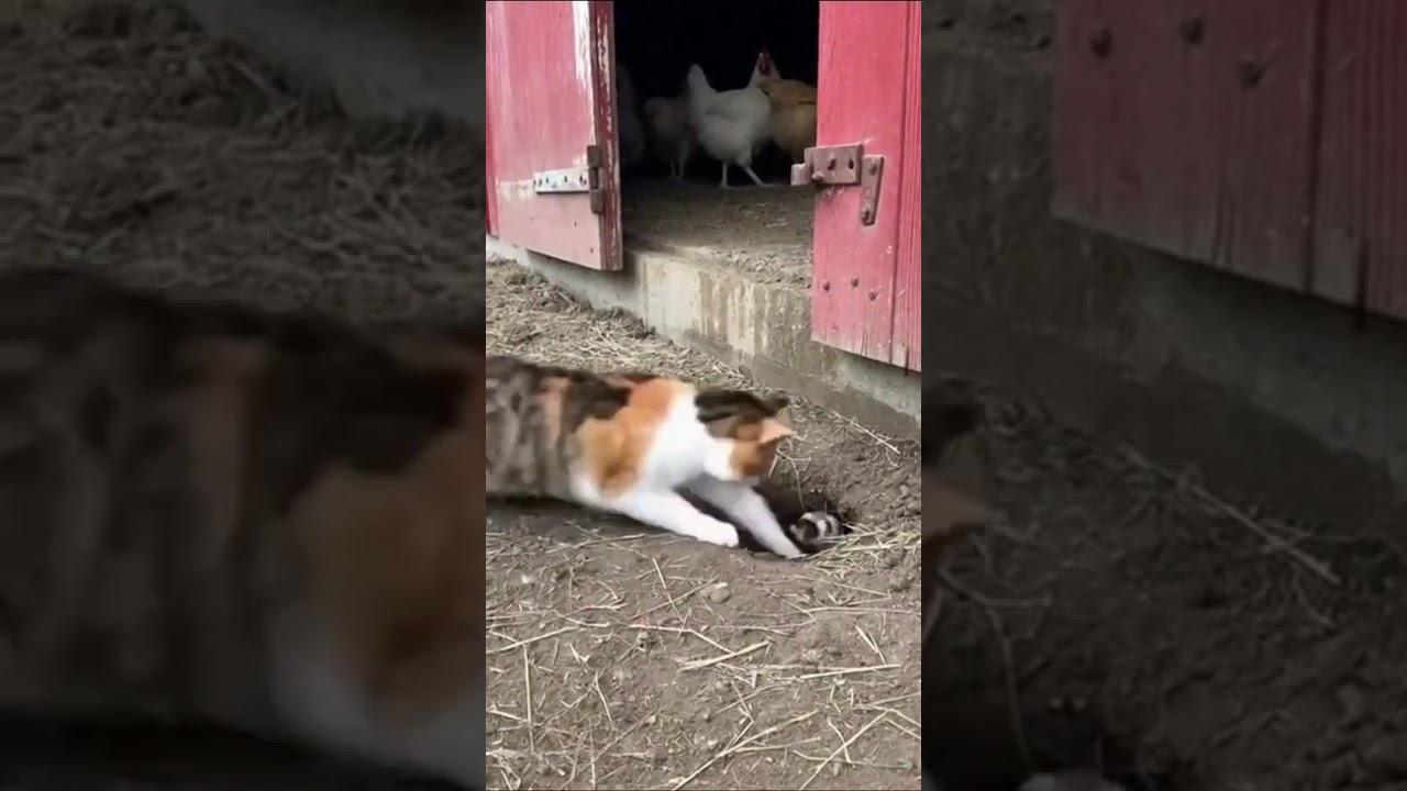 POV: You’re a Ferret and This Cat Is Waiting 😳🐱 