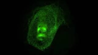 Silkworm spinning a cocoon 5000x