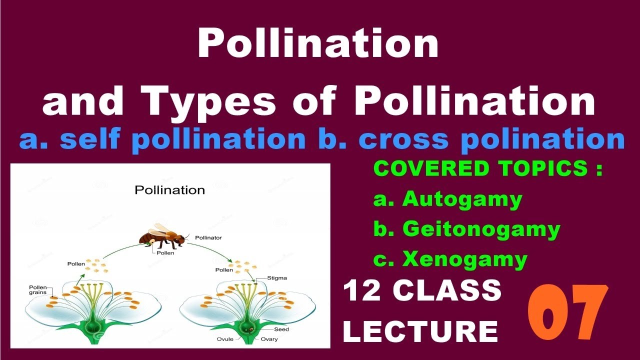 pollination assignment class 12