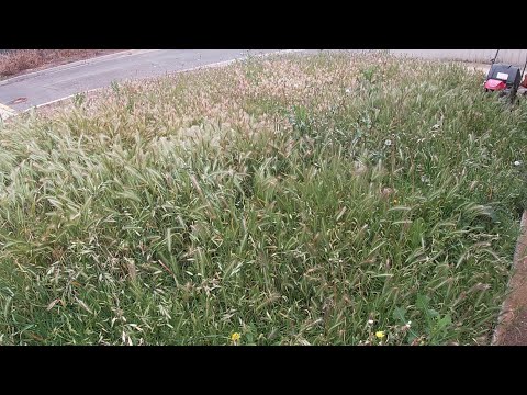 Mowing overgrown lawn in front yard after 2 months #LawnCare #LawnMowing