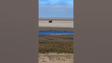 Встретили овцебыка